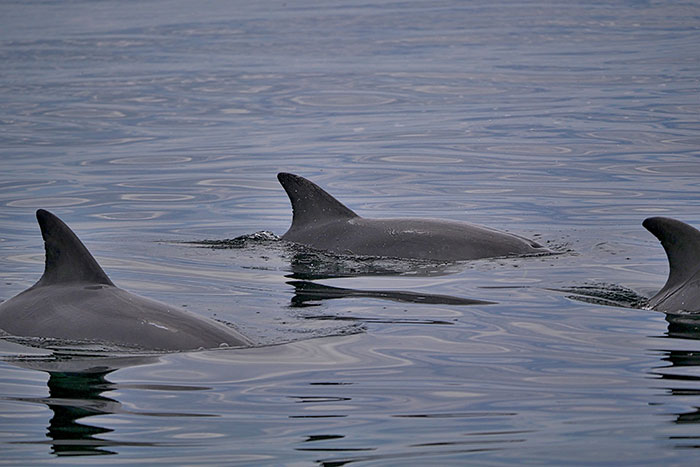 KANGAROO ISLAND BUS TOURS Charters tour packages transfers KANGAROO ISLAND BUS TOURS Charters tour packages transfers