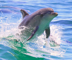 KANGAROO ISLAND BUS TOURS Charters tour packages transfers KANGAROO ISLAND BUS TOURS Charters tour packages transfers