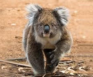 KANGAROO ISLAND BUS TOURS Charters tour packages transfers KANGAROO ISLAND BUS TOURS Charters tour packages transfers