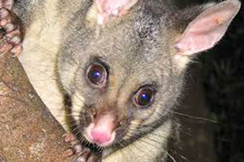 KANGAROO ISLAND BUS TOURS Charters tour packages transfers KANGAROO ISLAND BUS TOURS Charters tour packages transfers