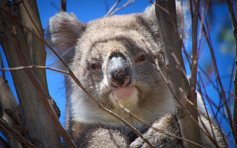 wildlife-kangaroo-island