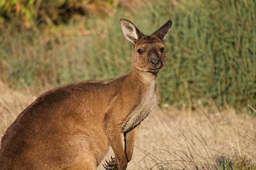 KANGAROO ISLAND BUS TOURS Charters tour packages transfers