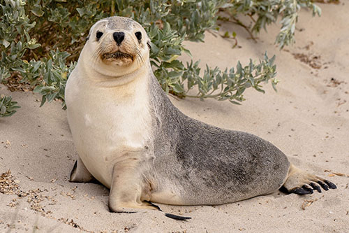 Kangaroo Island south coast tours