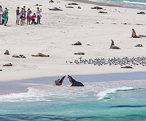 KANGAROO ISLAND BUS TOURS Charters tour packages transfers